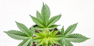 marijuana