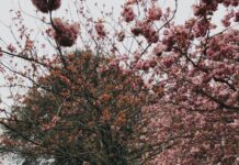 Stock photo of three older adults walking outside. Two are walking on a small hill next to a sidewalk, and another is walking on the sidewalk. There are cherry blossom trees in various stages of bloom.