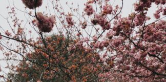 Stock photo of three older adults walking outside. Two are walking on a small hill next to a sidewalk, and another is walking on the sidewalk. There are cherry blossom trees in various stages of bloom.