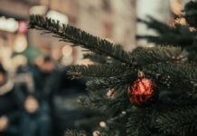 Stock photo; close-up of a fir branch. There is a blurred building in the background.