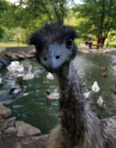 An emu stares at the camera close up in an outdoor setting