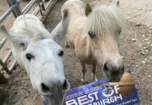 A mini horse and mini donkey clutch a sign that says "Best of Pittsburgh" in their mouths