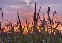 A cornfield at sunset