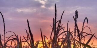 A cornfield at sunset