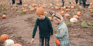 Children picking out pumpkins at a pumpkin patch