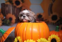 Small dog in a pumpkin shaped container