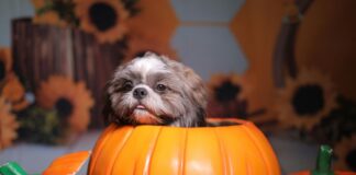 Small dog in a pumpkin shaped container
