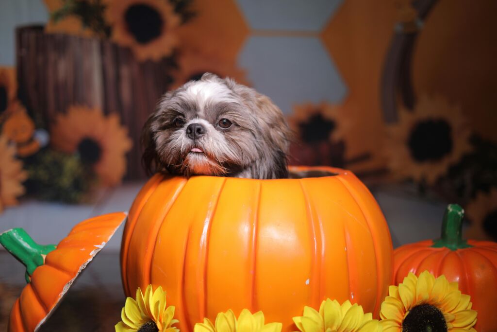 Small dog in a pumpkin shaped container