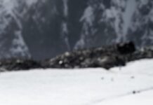 Penguins walking in the snow