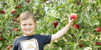 A boy holding two apples, standing in front of an apple tree