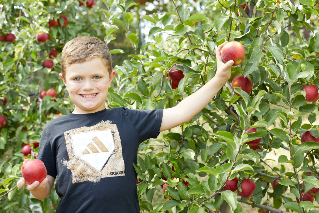 A boy holding two apples, standing in front of an apple tree