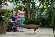 A family watches Gus the great argus walk by at the National Aviary