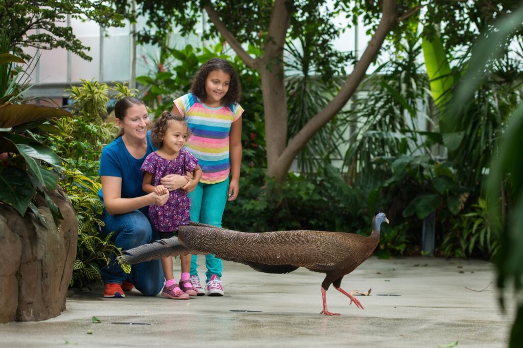 A family watches Gus the great argus walk by at the National Aviary