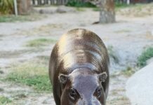 Pygmy hippo