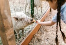 A girl feeds a pig through a fence