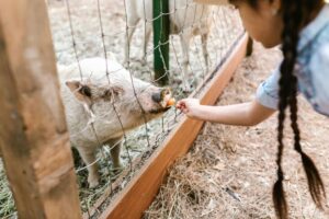 A girl feeds a pig through a fence