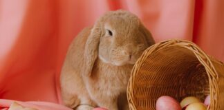 A bunny next to a basket of Easter eggs