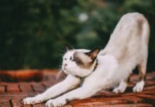 A cat doing a big stretch