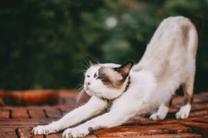 A cat doing a big stretch