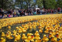 Hundreds of rubber ducks in the water