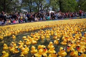 Hundreds of rubber ducks in the water