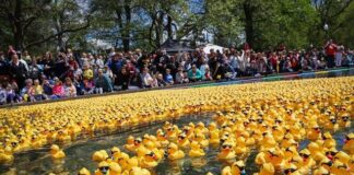 Hundreds of rubber ducks in the water
