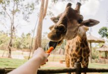 Feeding a giraffe a carrot