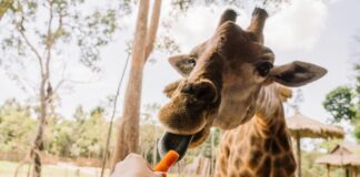 Feeding a giraffe a carrot