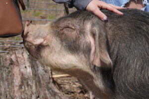 Someone petting a pig
