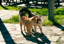 Cats walking side by side