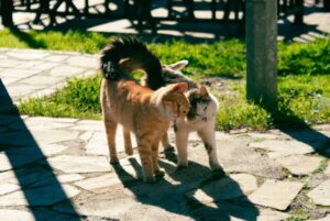 Cats walking side by side