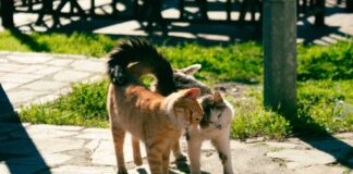 Cats walking side by side